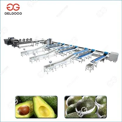 Línea de lavado y clasificación de aguacate